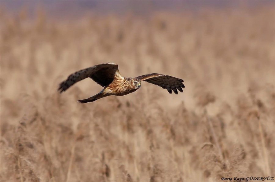 Hen Harrier