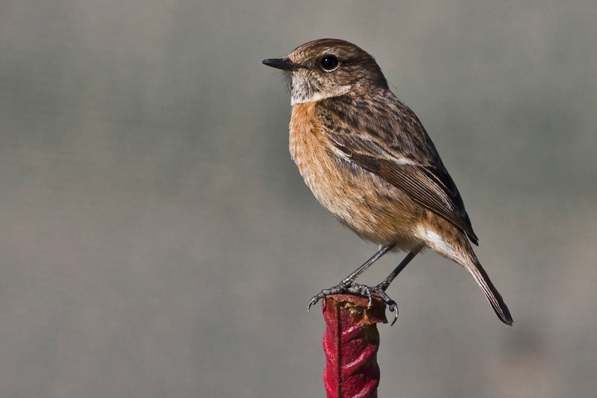 European Stonechat