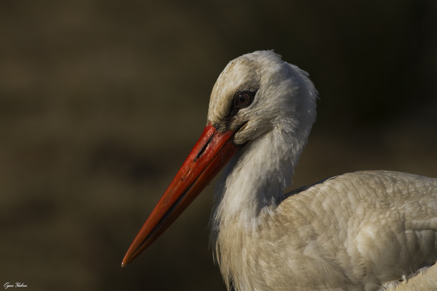 White Stork