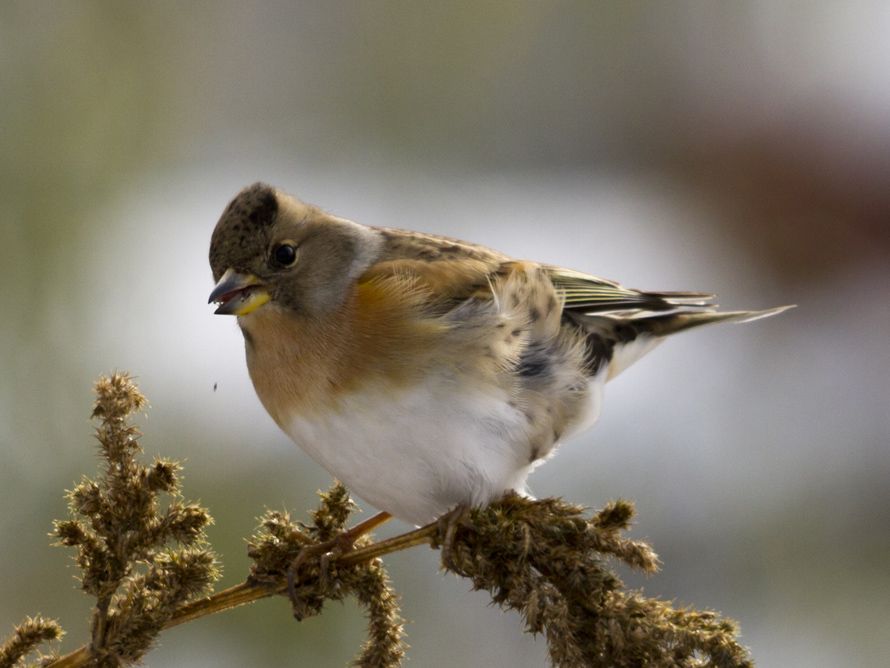 Brambling