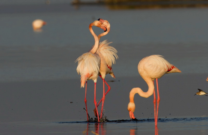 Greater Flamingo