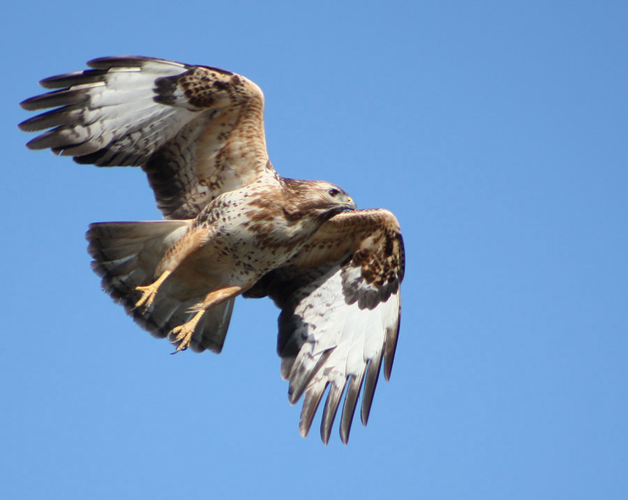 Common Buzzard