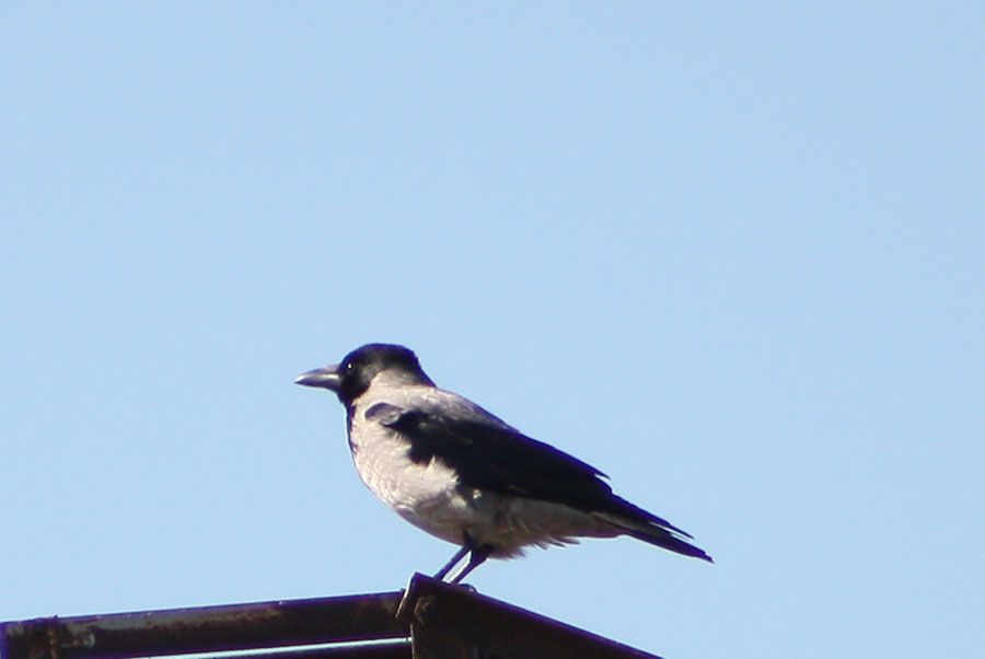 Hooded Crow
