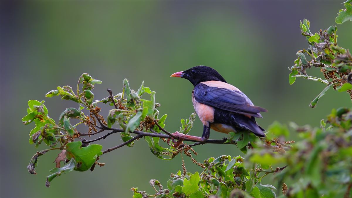 Rosy Starling