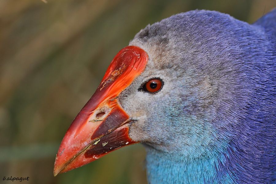 Grey-headed Swamphen