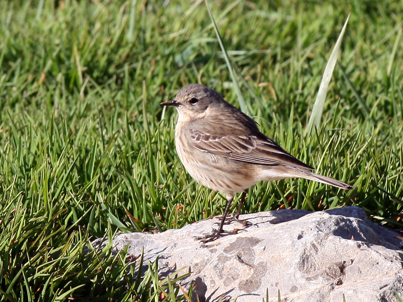 Water Pipit