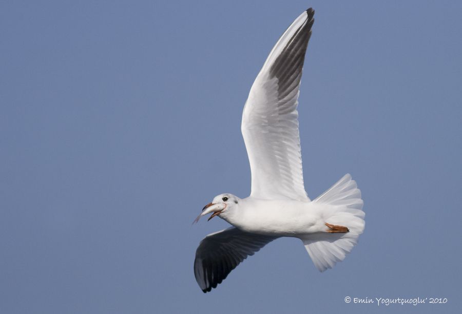 Black-headed Gull