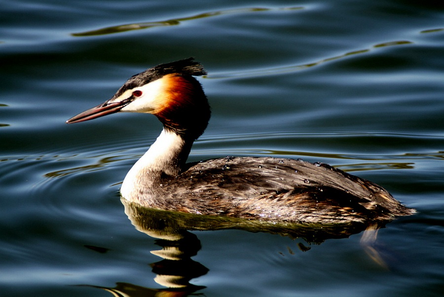 Great Crested Grebe