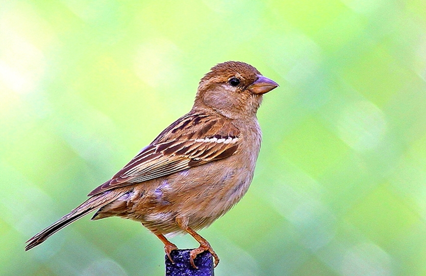 House Sparrow