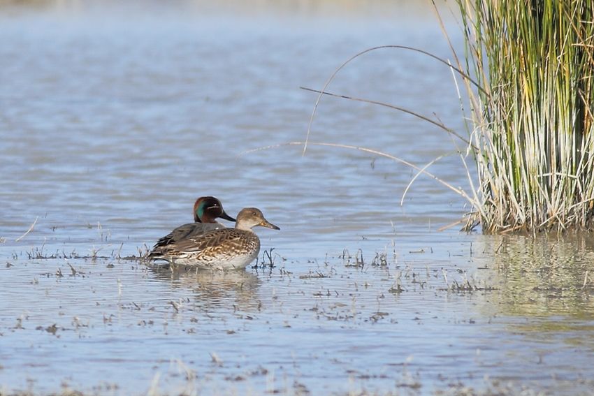 Eurasian Teal