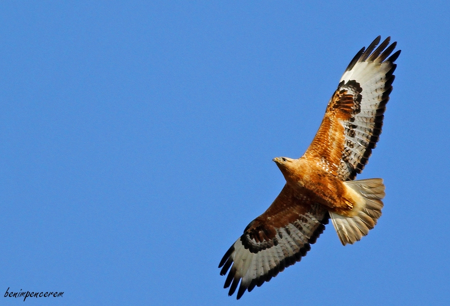 Long-legged Buzzard