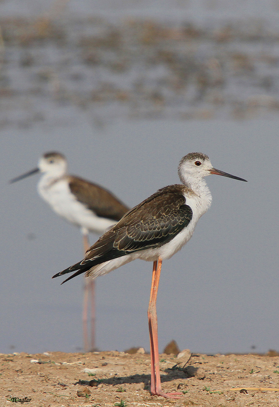Black-winged Stilt