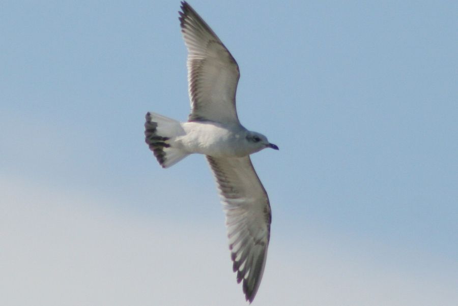 Mediterranean Gull