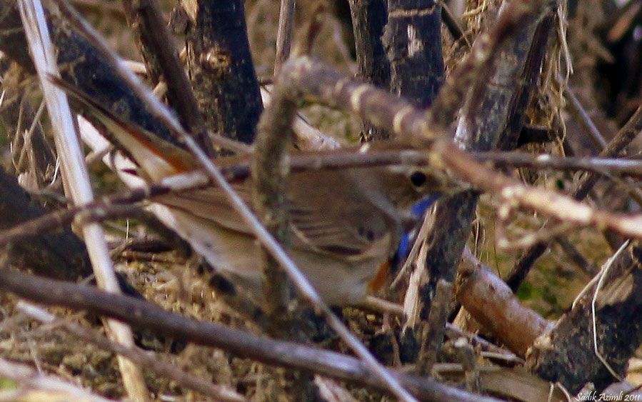 Bluethroat