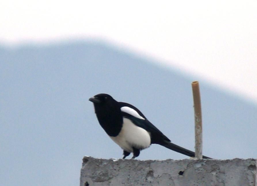 Eurasian Magpie
