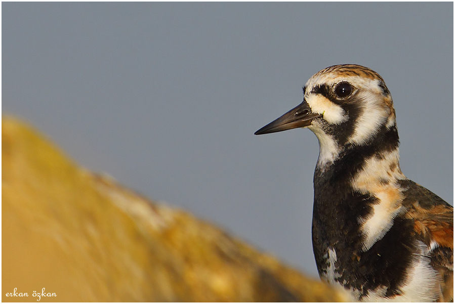 Ruddy Turnstone