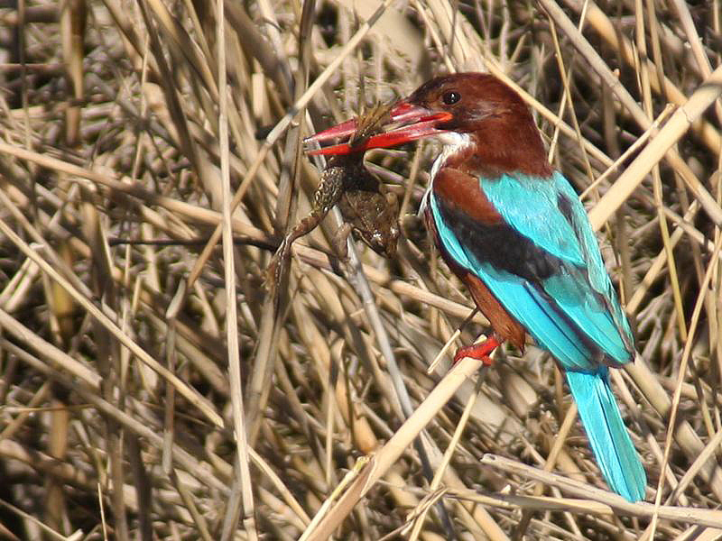 White-throated Kingfisher