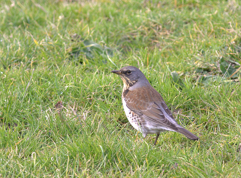 Fieldfare