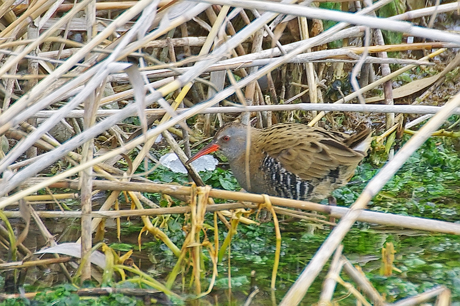 Water Rail