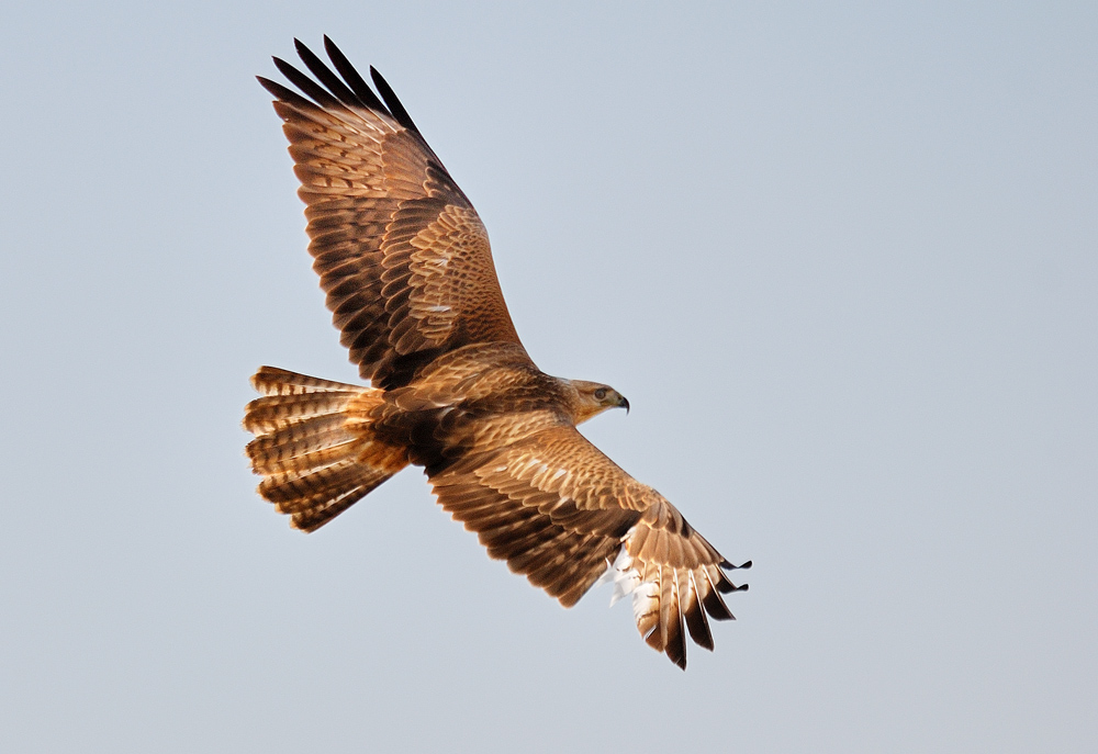 Long-legged Buzzard
