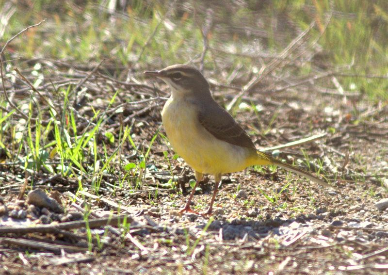 Grey Wagtail