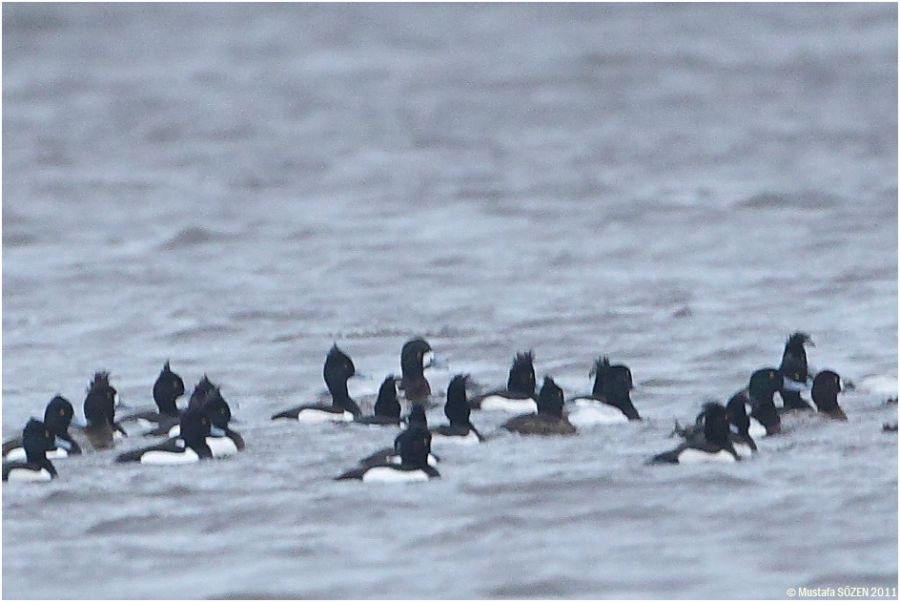 Greater Scaup