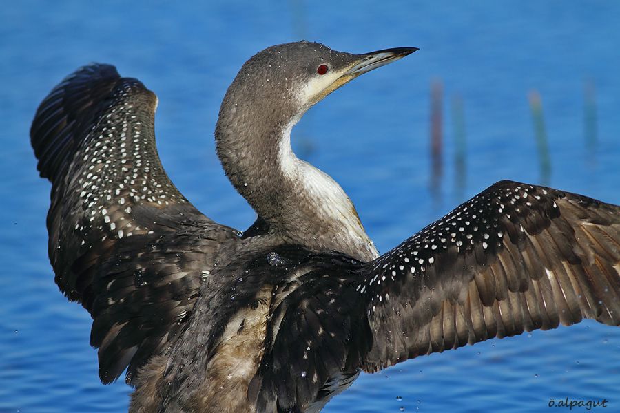 Black-throated Loon