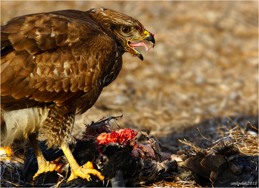 Common Buzzard