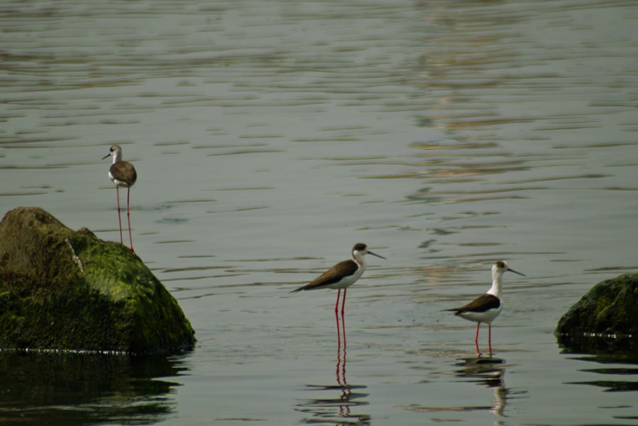 Black-winged Stilt