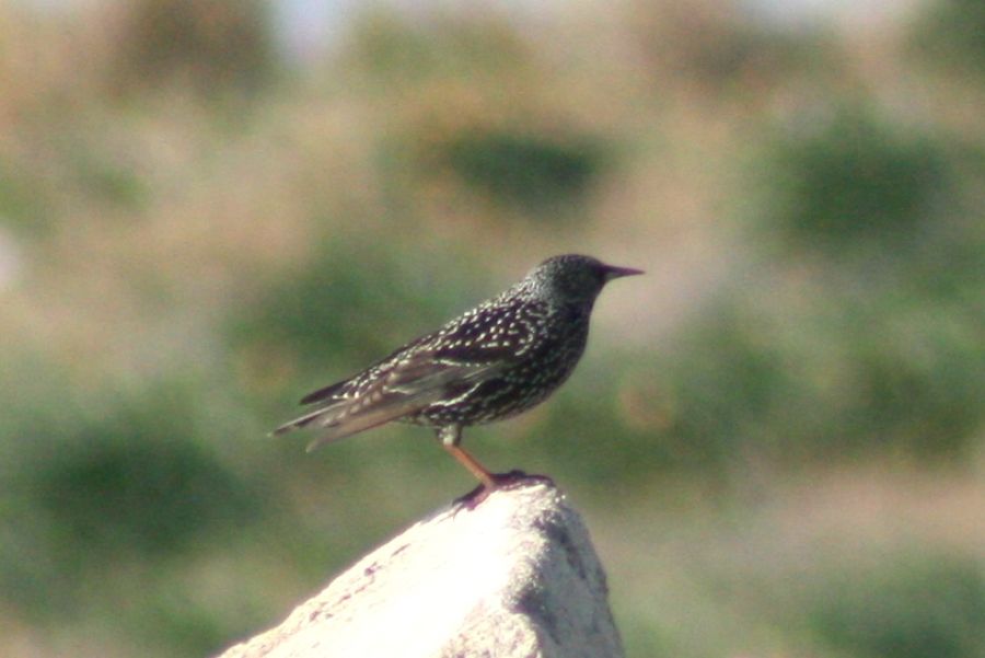 Common Starling