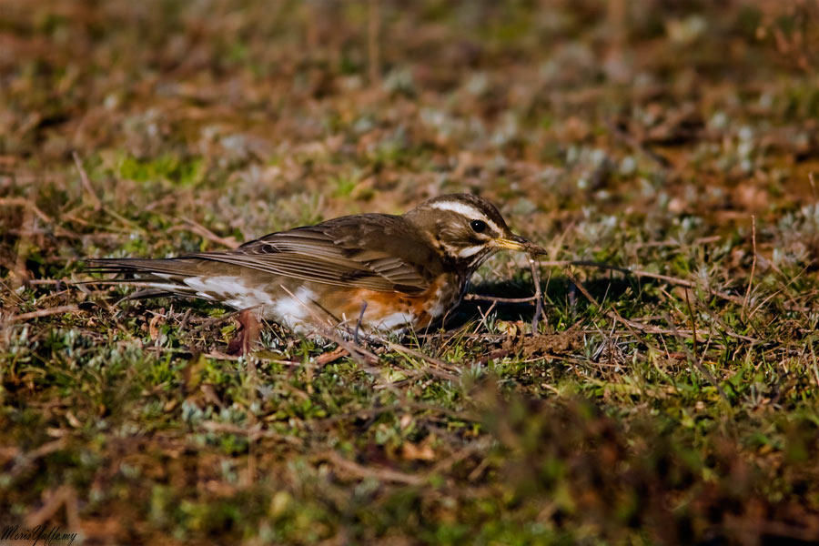 Redwing