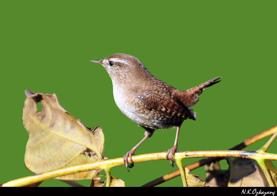 Eurasian Wren