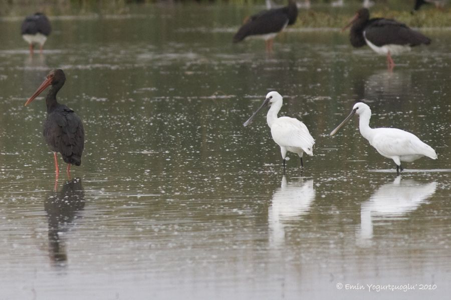 Eurasian Spoonbill