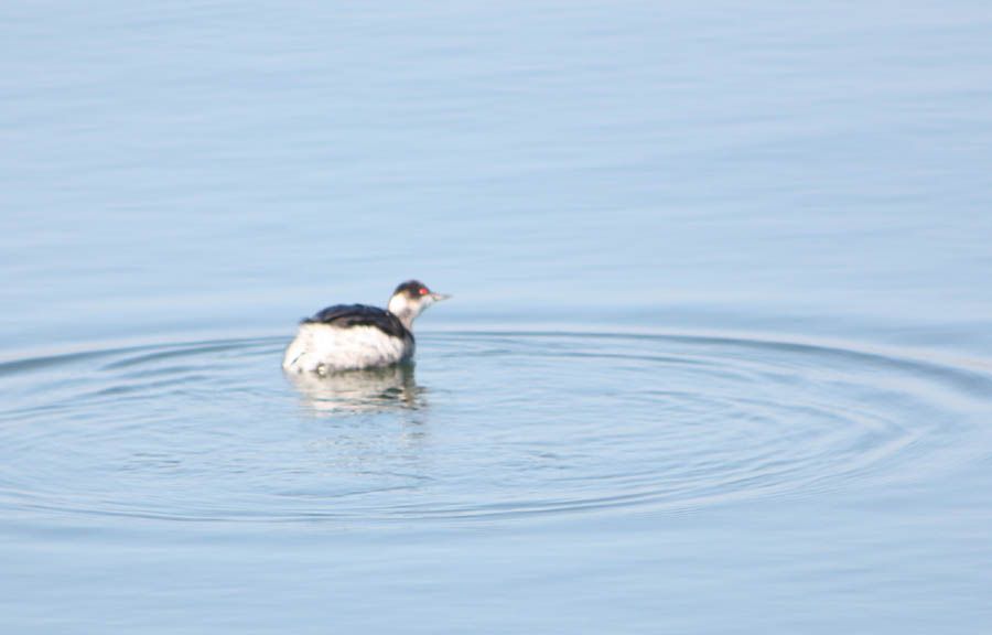 Black-necked Grebe