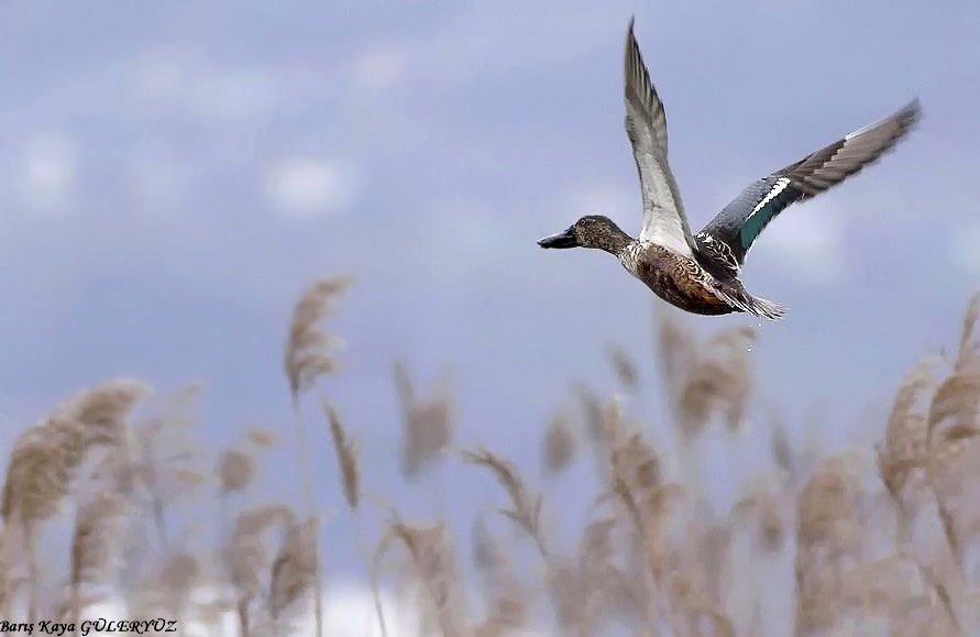 Northern Shoveler