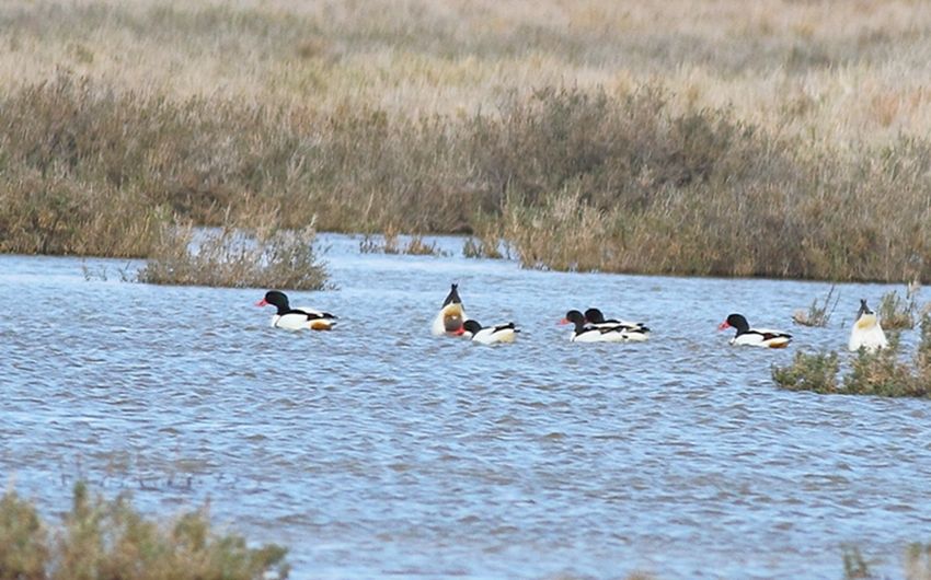 Common Shelduck