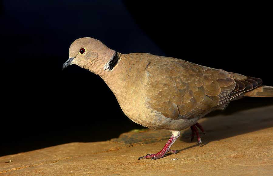 Eurasian Collared Dove