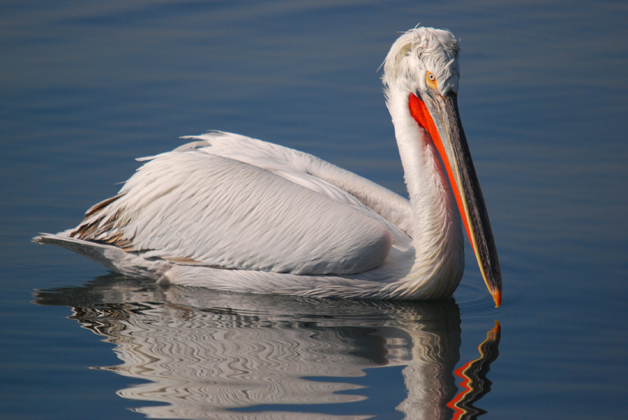 Dalmatian Pelican