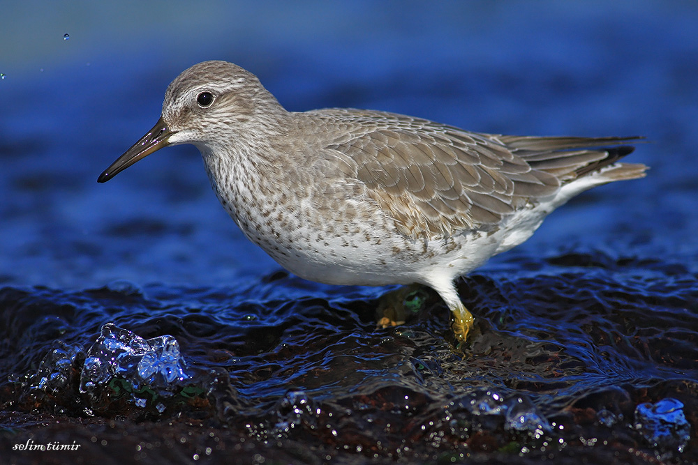 Red Knot