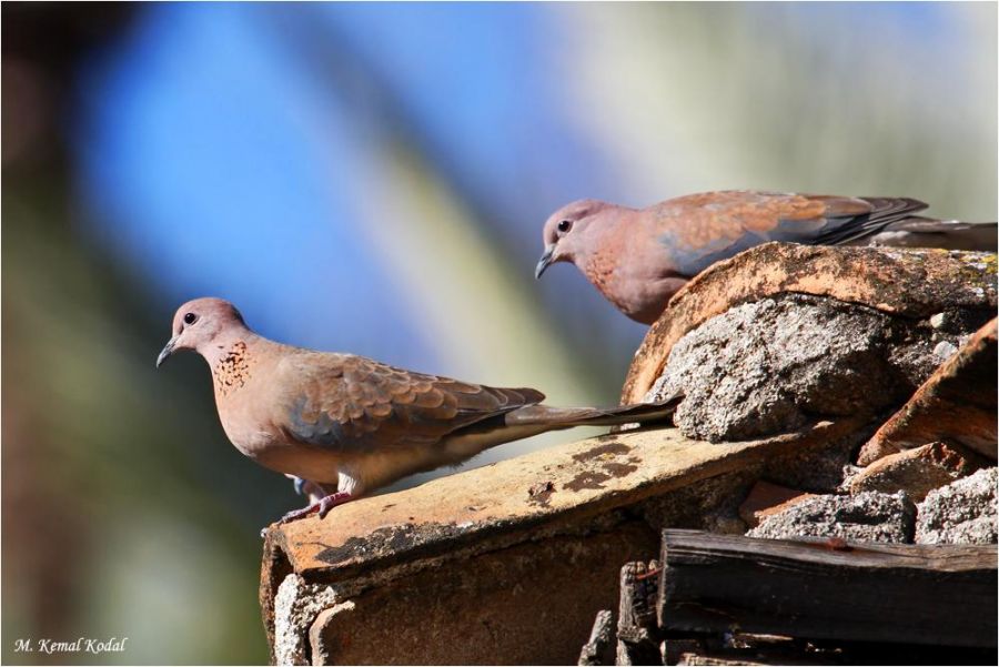 Laughing Dove