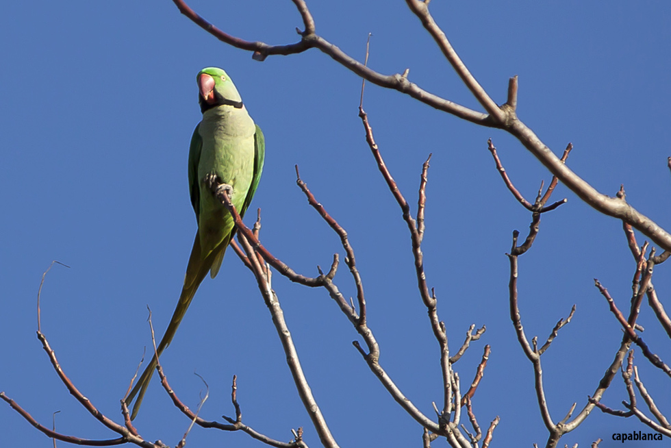 Alexandrine Parakeet