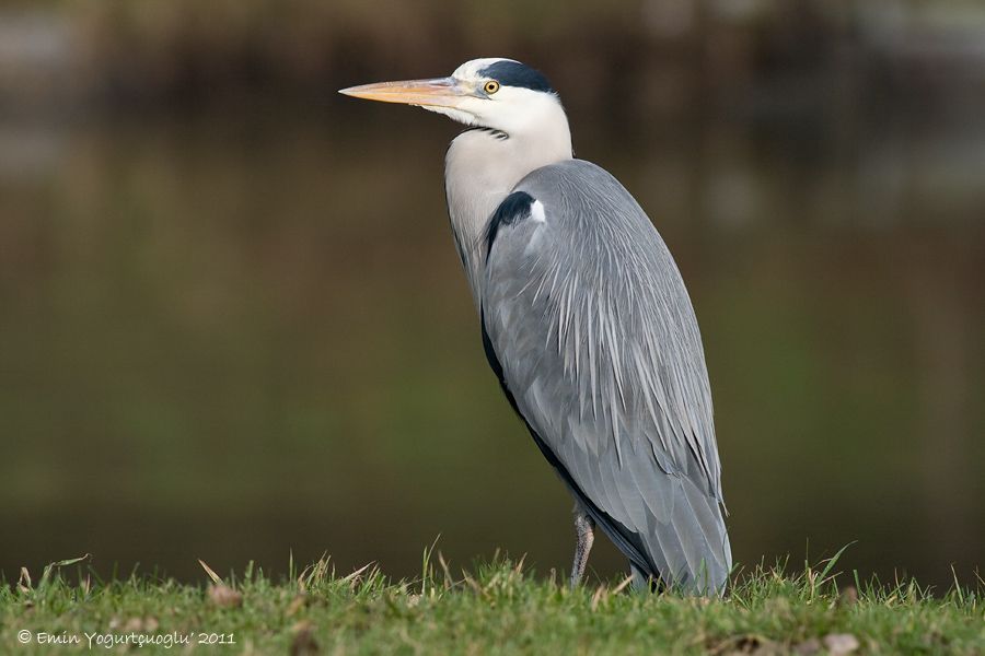Grey Heron