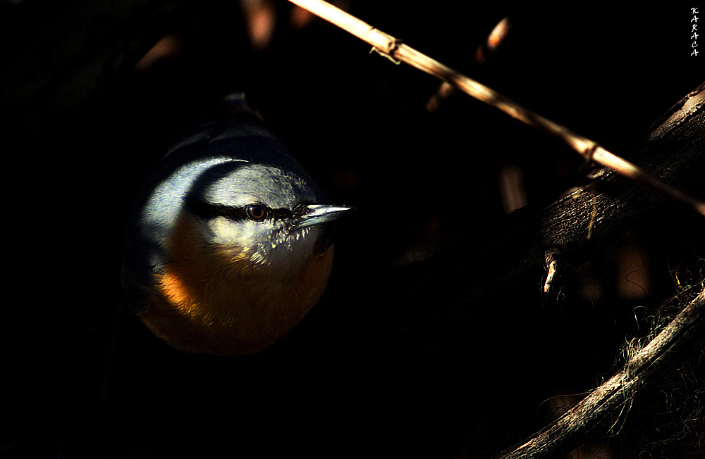 Eurasian Nuthatch