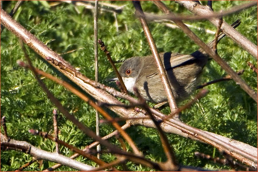 Sardinian Warbler