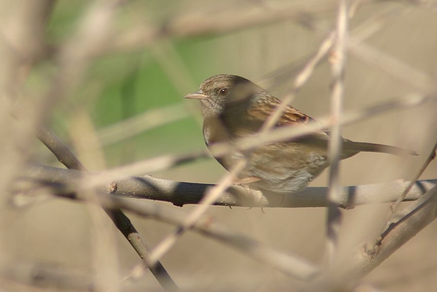 Dunnock