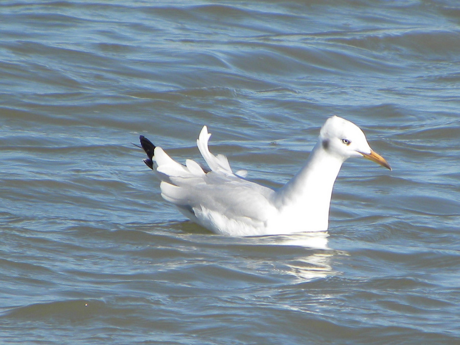 Slender-billed Gull