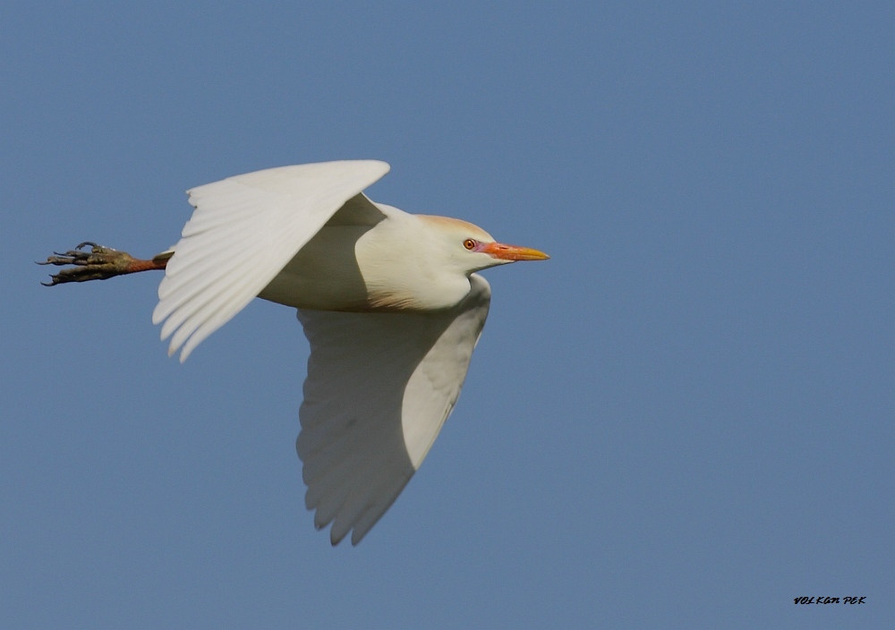 Western Cattle Egret