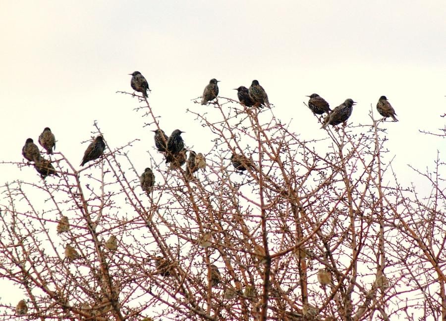 Common Starling