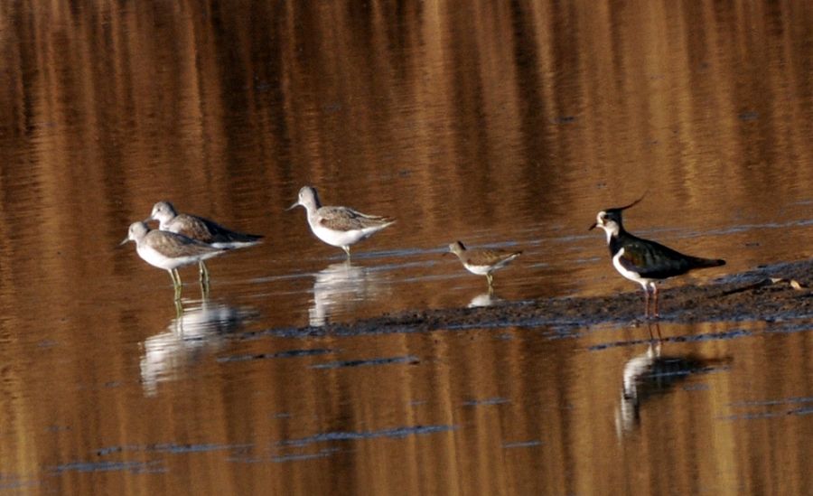 Common Greenshank