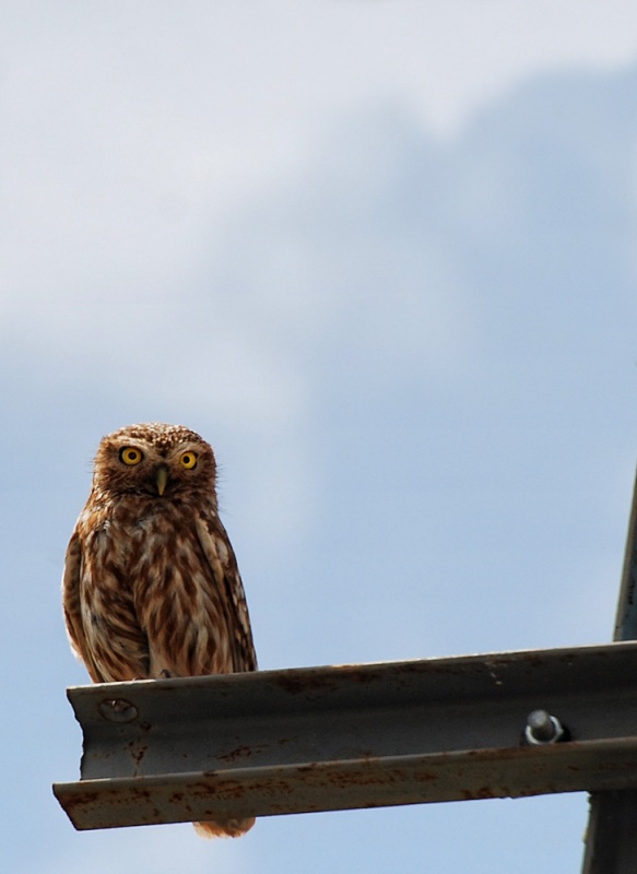 Little Owl
